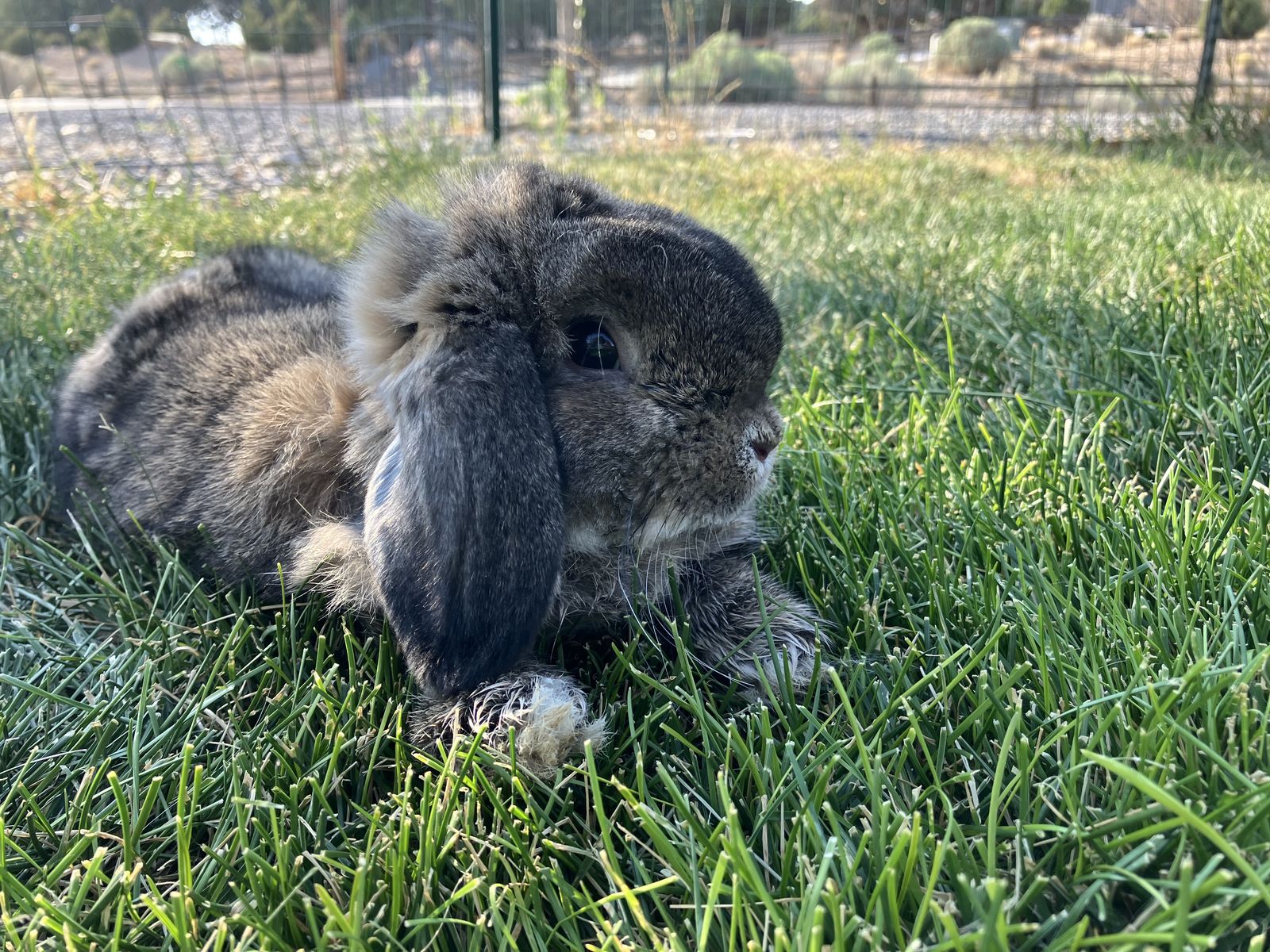 Chestnut Holland Lop Buck