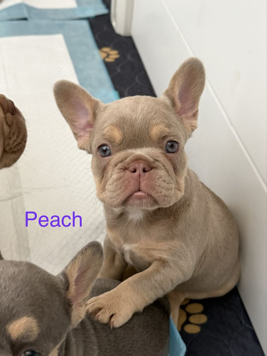 French Bulldog Puppies - Rare Colors!