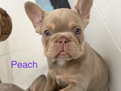French Bulldog Puppies - Rare Colors!