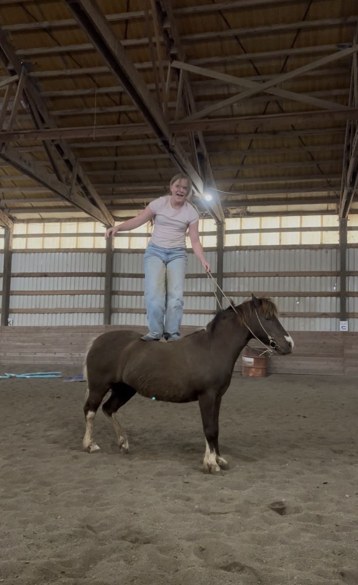 Ride/drive pony mare