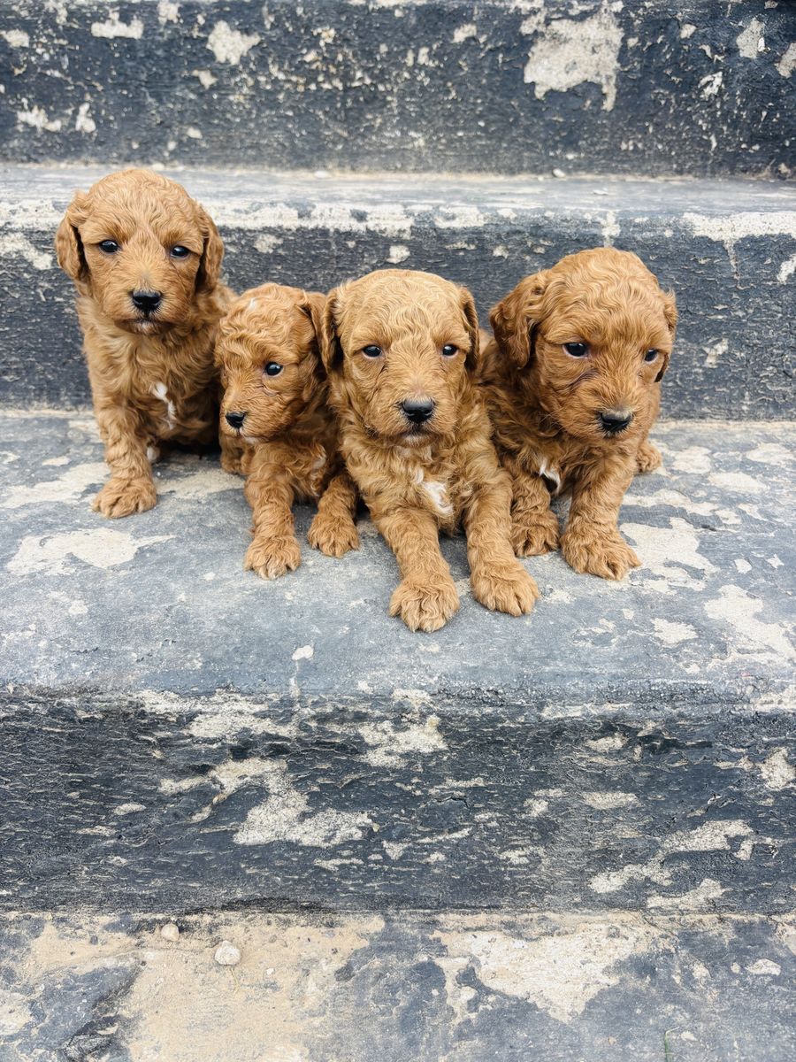 CKC Multigenerational Micro / Toy Goldendoodle Puppies
