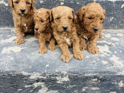 CKC Multigenerational Micro / Toy Goldendoodle Puppies