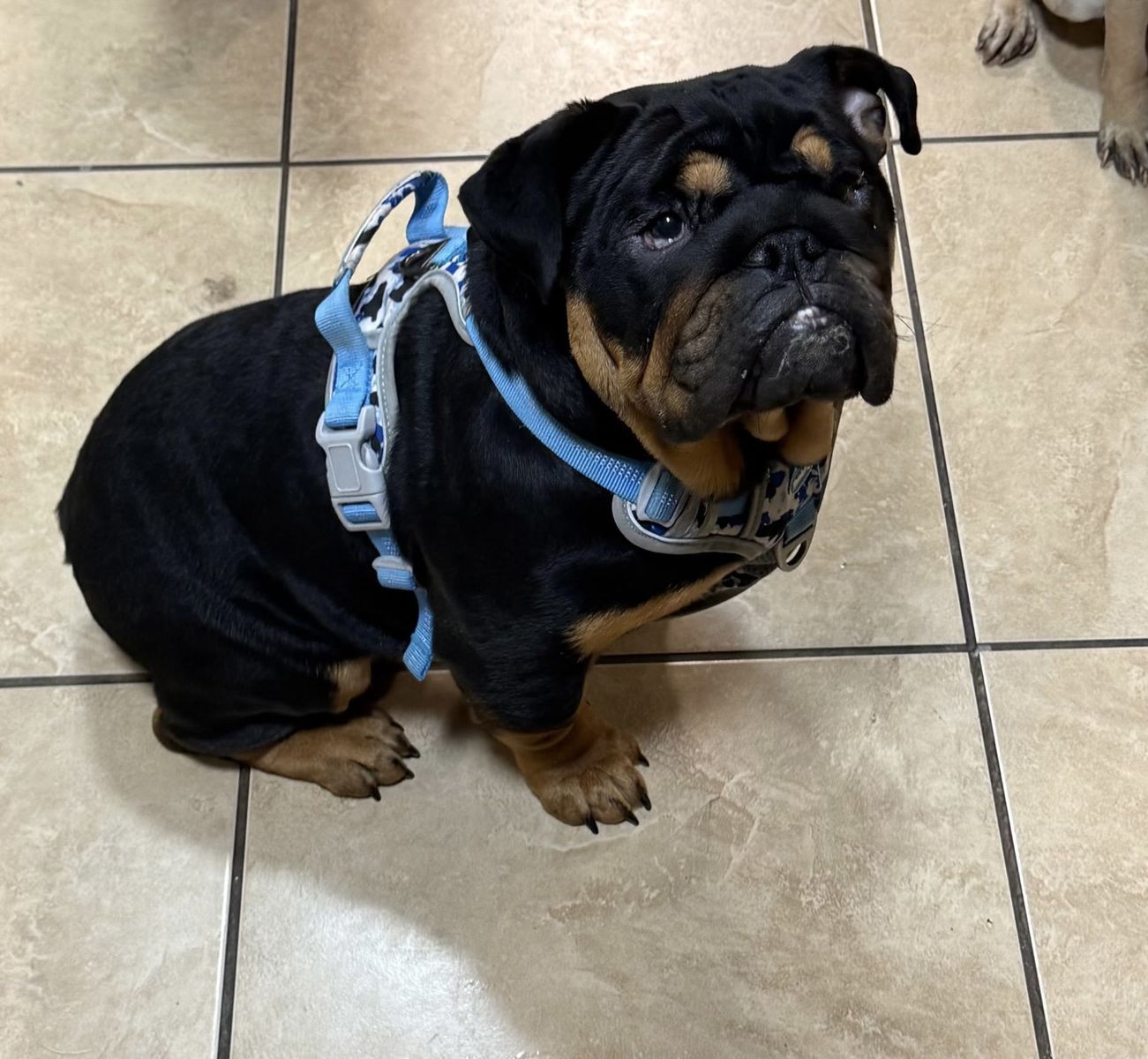 Rehoming beautiful English Bulldog Male