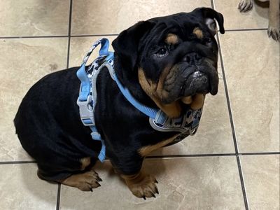 Rehoming beautiful English Bulldog Male