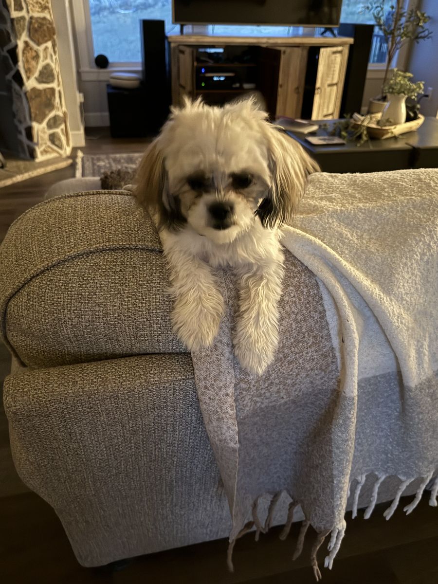 Imperial Shih Tzu