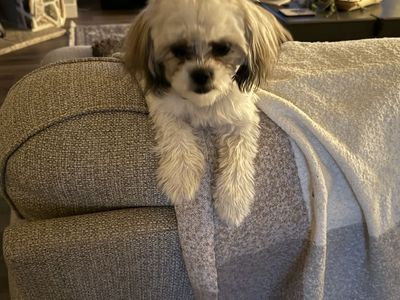 Imperial Shih Tzu