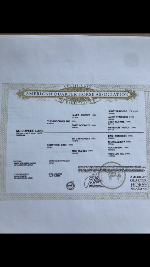 2015 Model Registered AQHA Mare In Foal