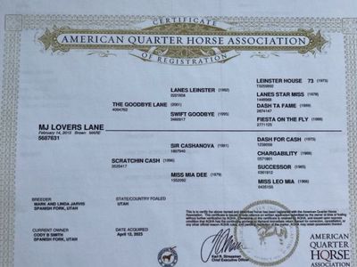 2015 Model Registered AQHA Mare In Foal