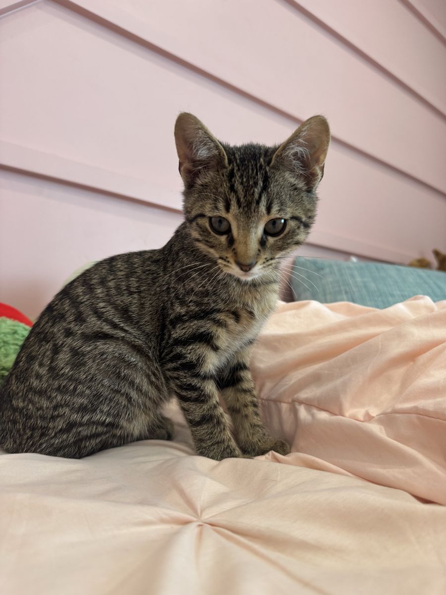 Adorably Cute Tabby Kitten - Playful and Friendly