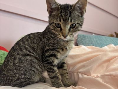 Adorably Cute Tabby Kitten - Playful and Friendly