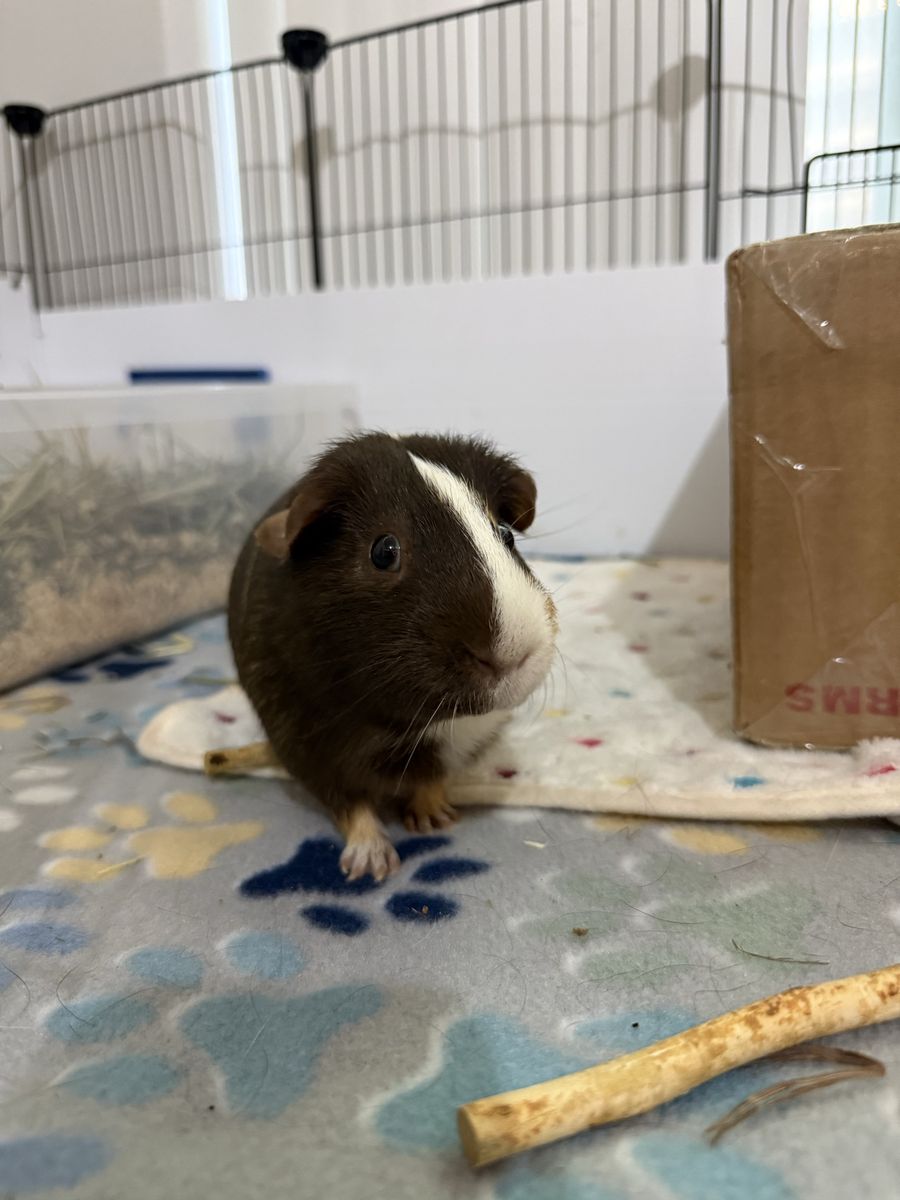 Bonded Pair Male Guinea Pigs + Full C&C Cage Setup - Looking for Loving Home