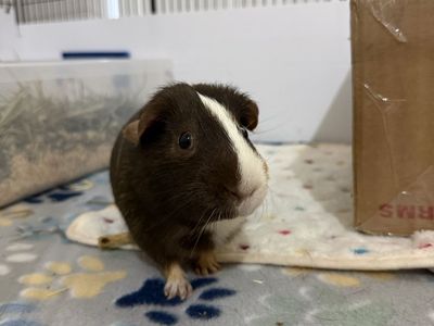 Bonded Pair Male Guinea Pigs + Full C&C Cage Setup - Looking for Loving Home