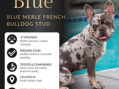Regal AKC french Bulldog Stud Excellent Health and Temper