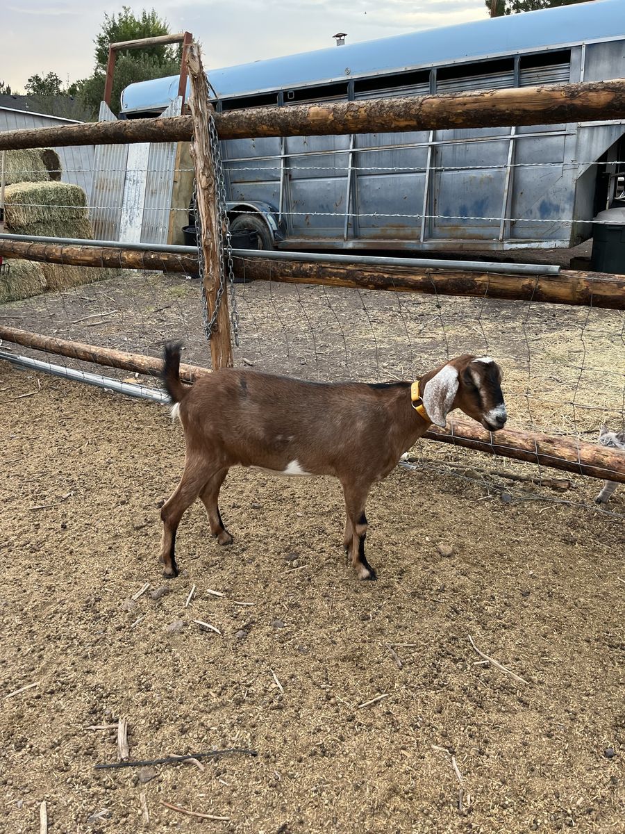 Goat for Sale - Nubian Doe