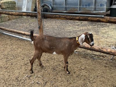 Goat for Sale - Nubian Doe