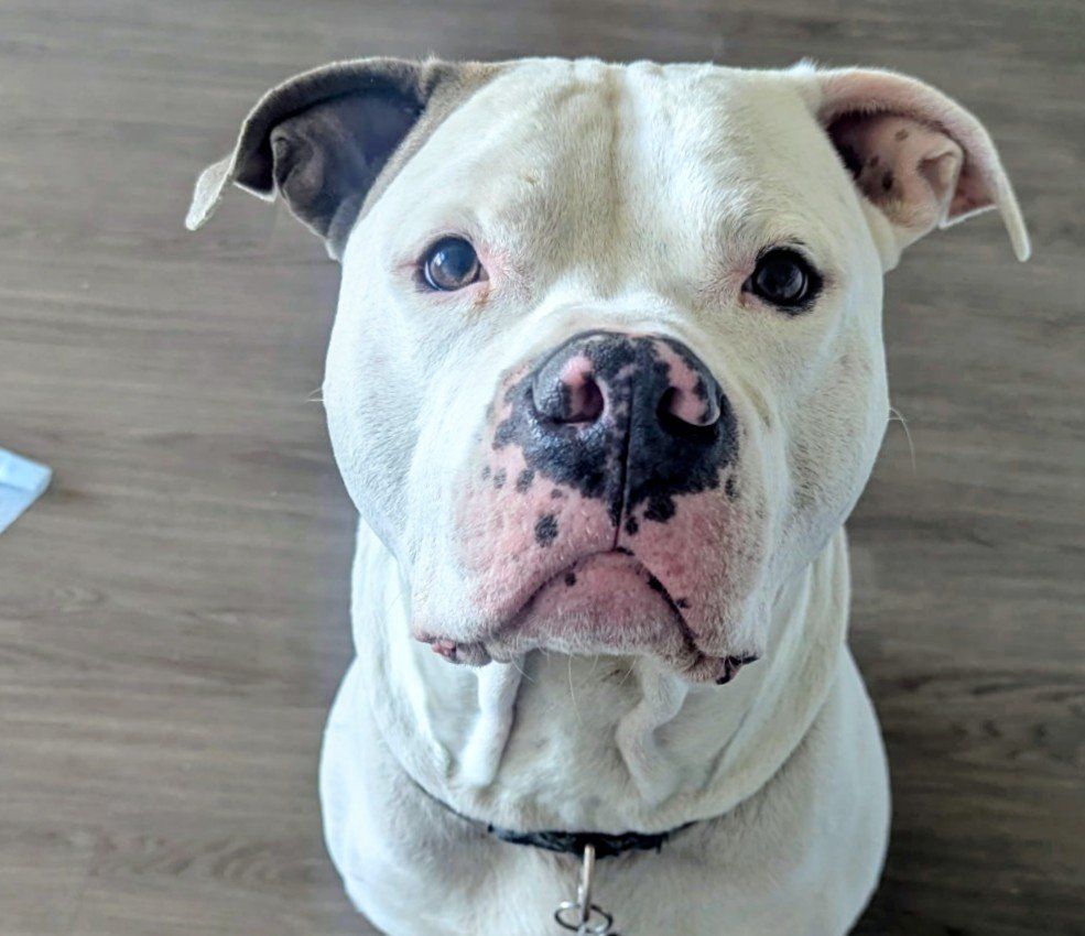 Papered American Pitbull Terrier Stud ..