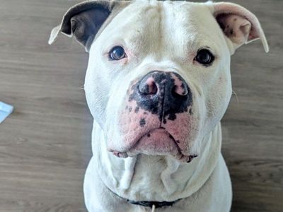 Papered American Pitbull Terrier Stud ..