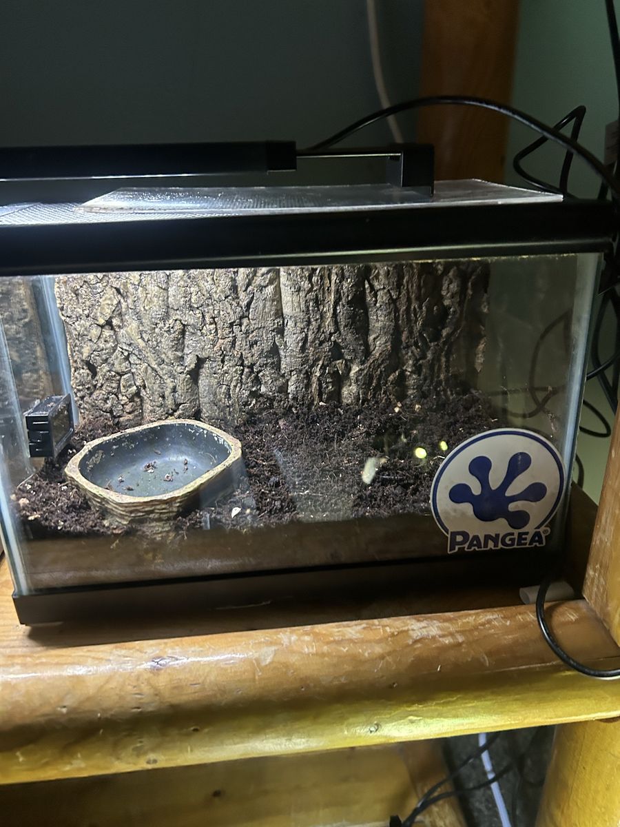 Pac man frog