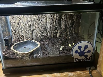 Pac man frog