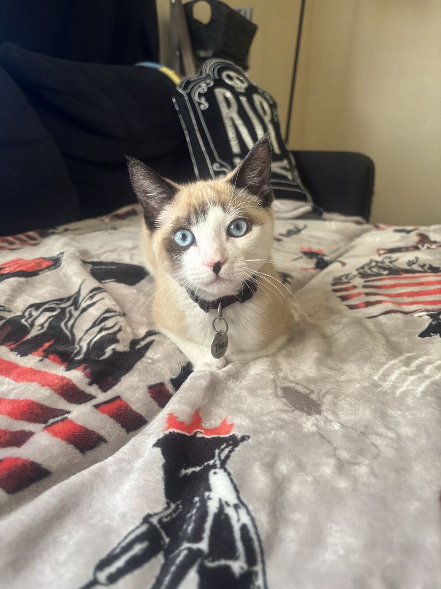 Rehoming cat