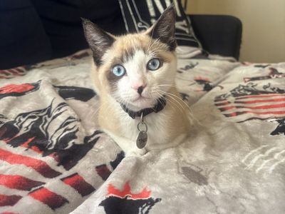 Rehoming cat