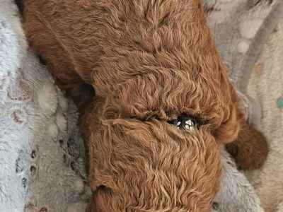 F1BB hypoallergenic Bernedoodle puppies ready 5/4