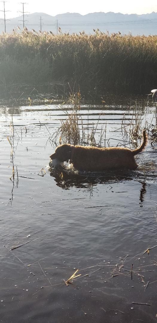 Free Purebred (paperless) Chesapeake Bay Retriever