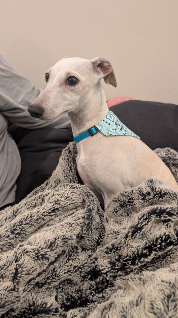 Italian Greyhound- 4 months old