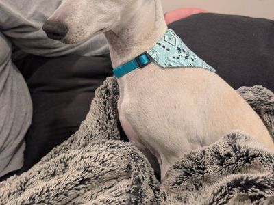 Italian Greyhound- 4 months old