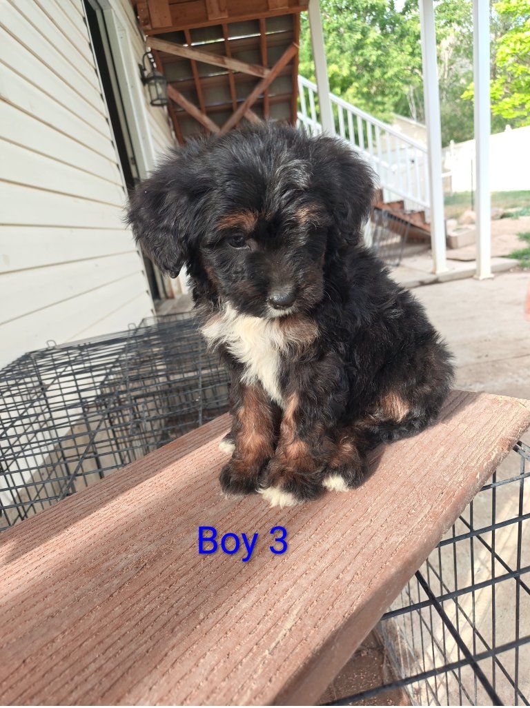 Male mini Bernedoodle Puppy