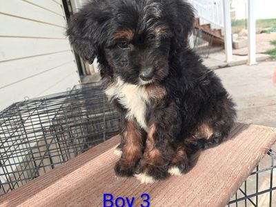 Male mini Bernedoodle Puppy