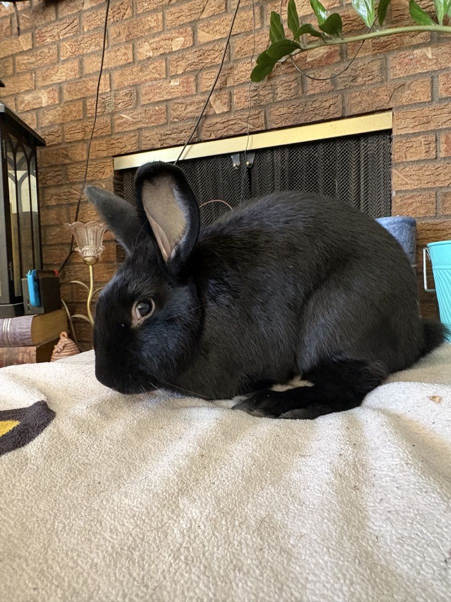 Bunny