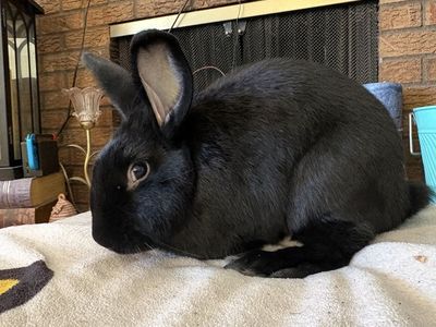 Bunny