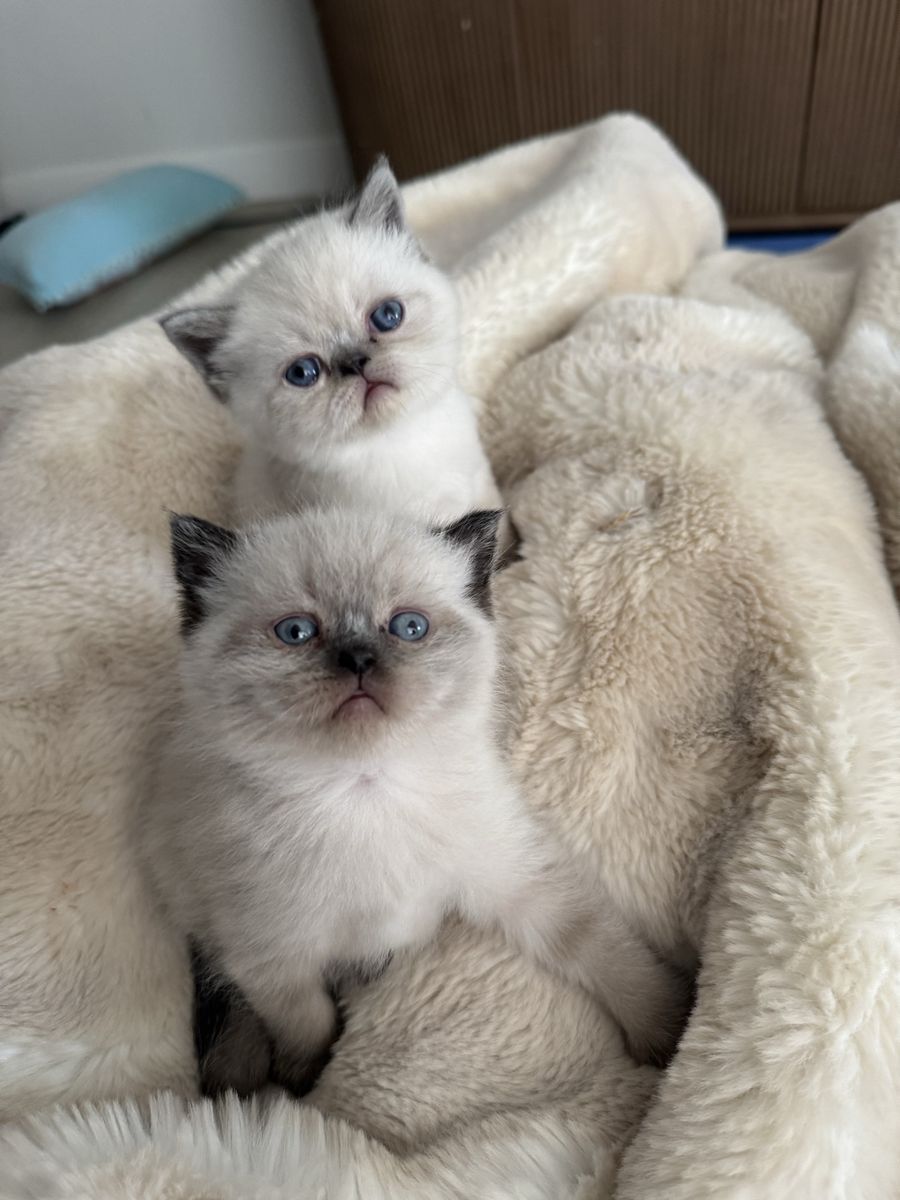 Perisan Kittens