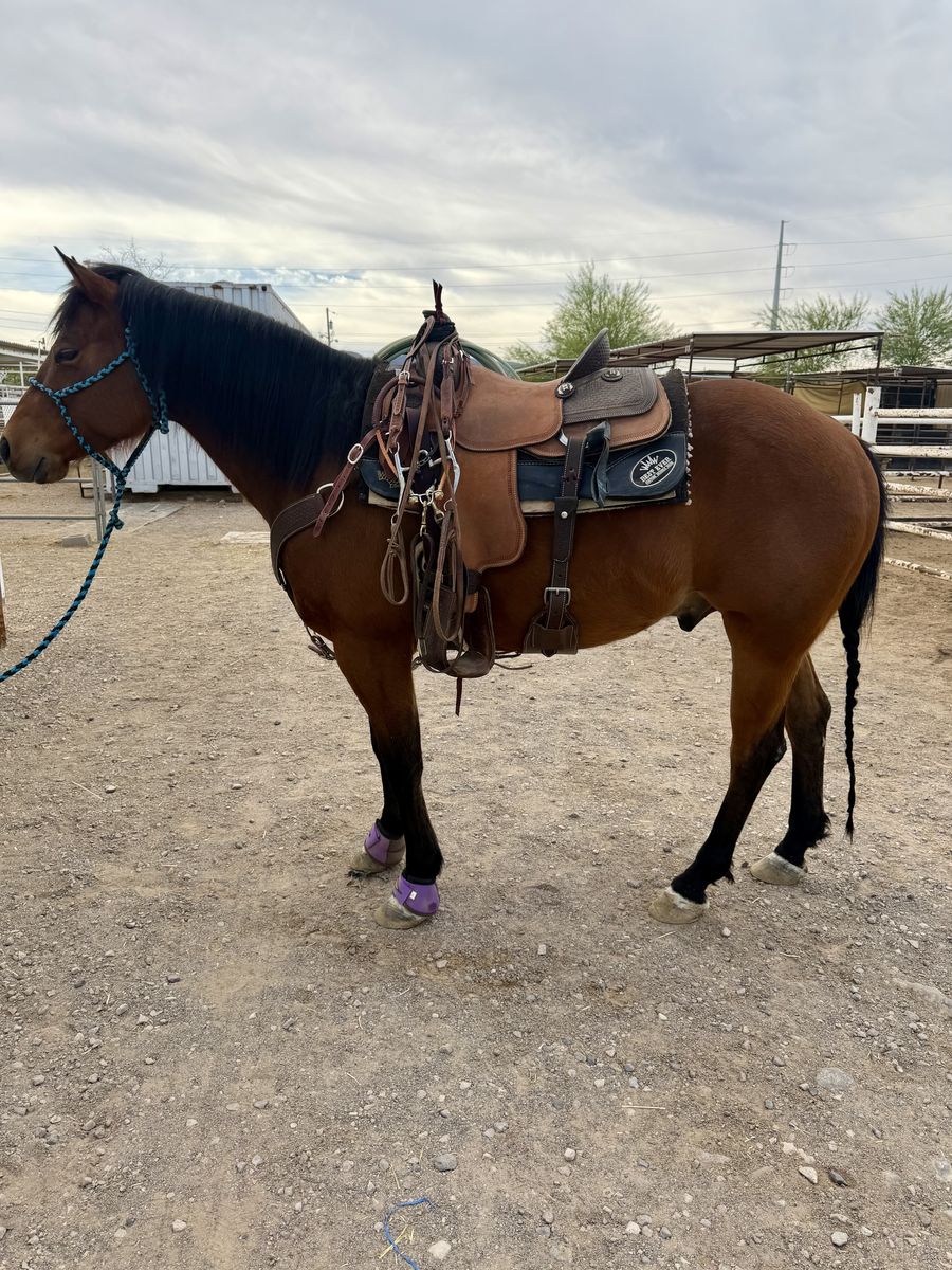 6 year old bay gelding