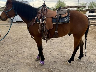6 year old bay gelding