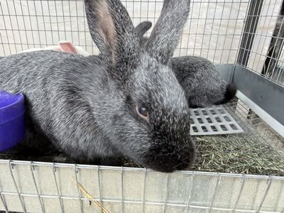 Silver Fox Rabbit