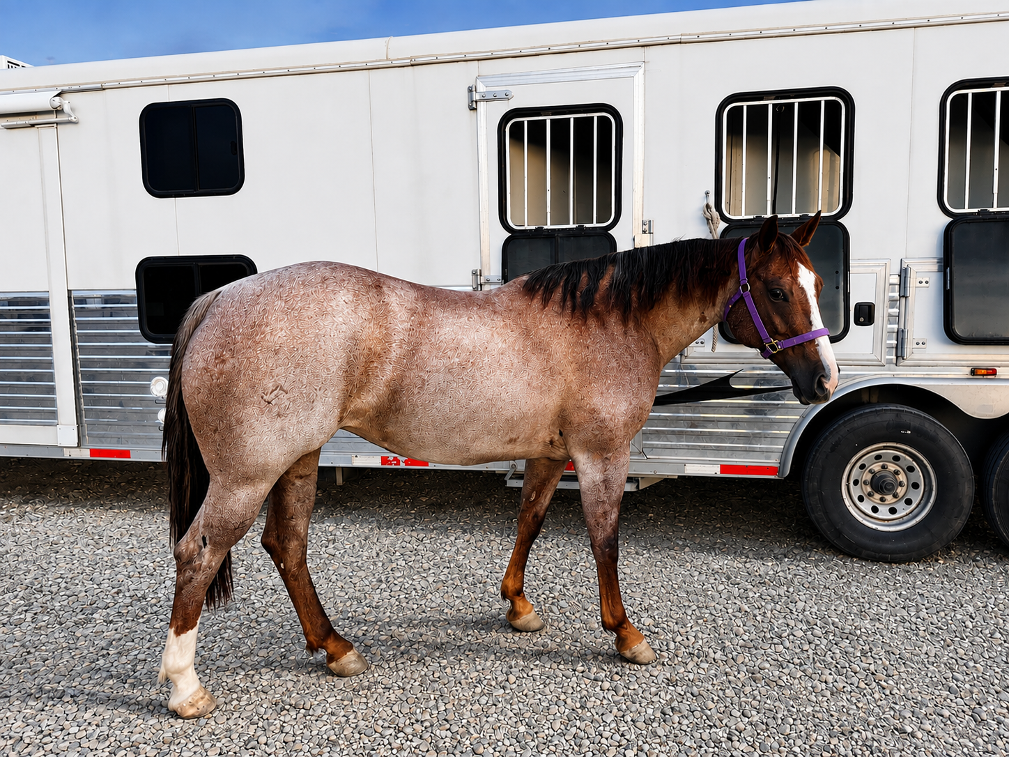 ONE TIME METALLICA — BRED, BROKE & VERSATILE 2020 AQHA RED ROAN MARE