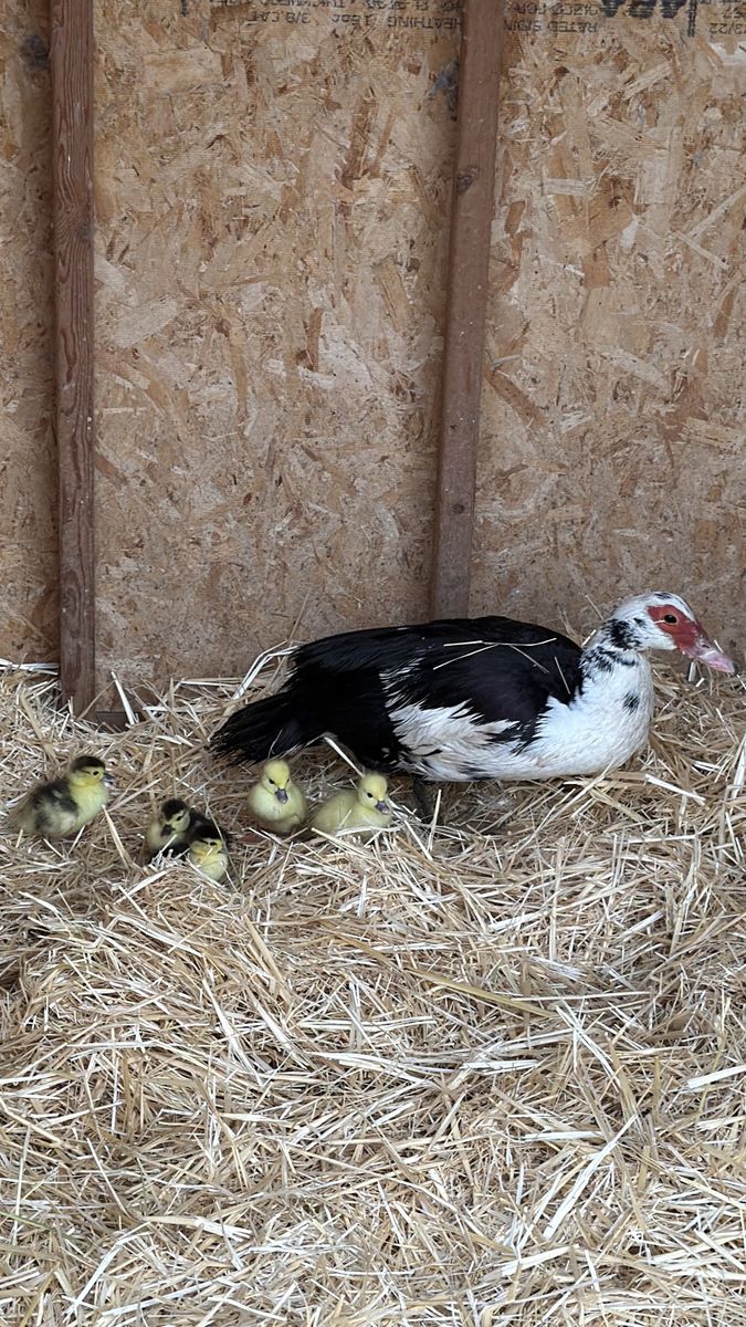 Muscovy Ducklings