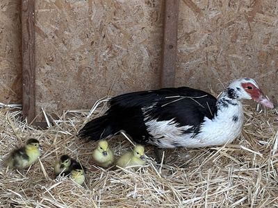 Muscovy Ducklings