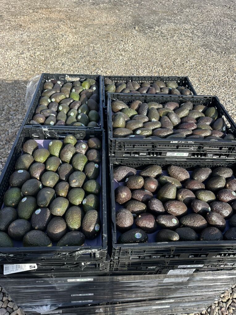 Avocados Fresh