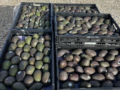 Avocados Fresh
