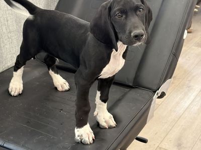 PUPPIES — MOUNTAIN POINTER - Built for Utah's Mountains! ( GSP German Shorthair Pointer × Cross)