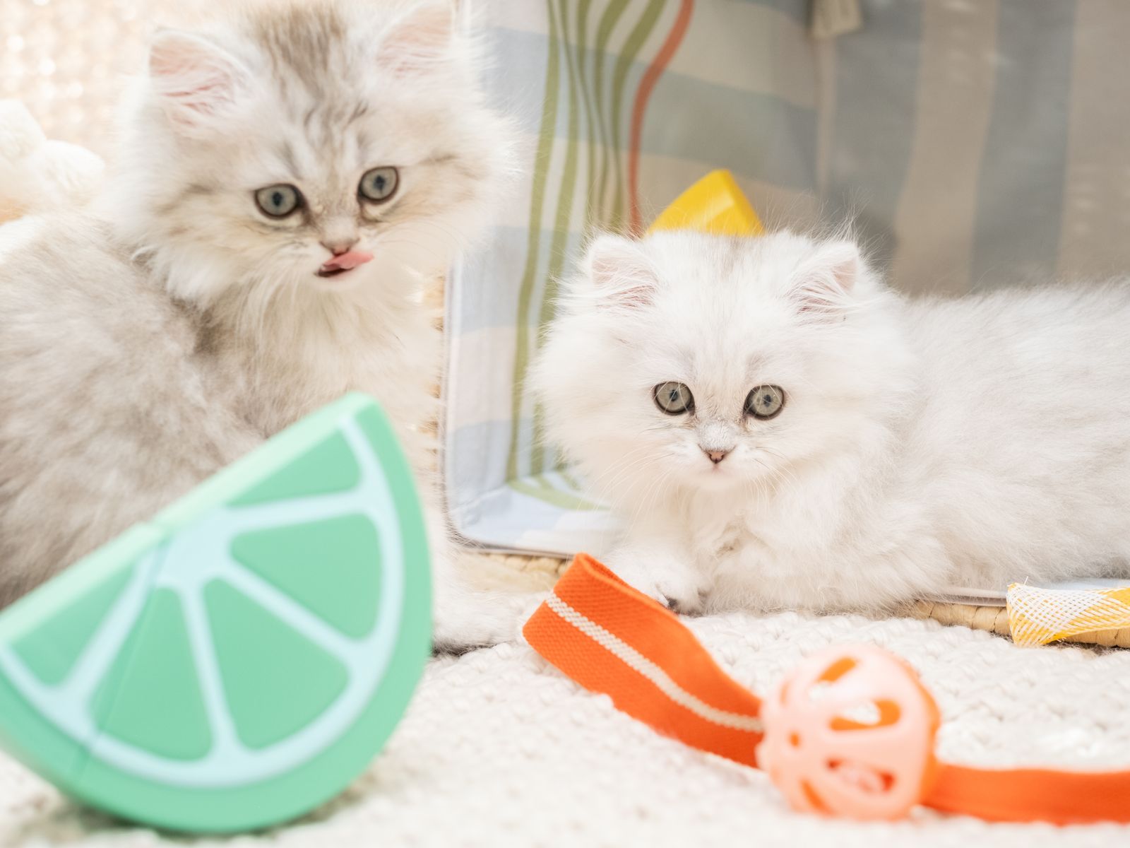 Family-Raised Teacup Persian Doll Face Kittens Rapunzel & Flynn Rider