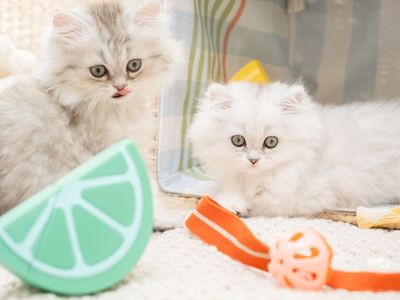 Family-Raised Teacup Persian Doll Face Kittens Rapunzel & Flynn Rider