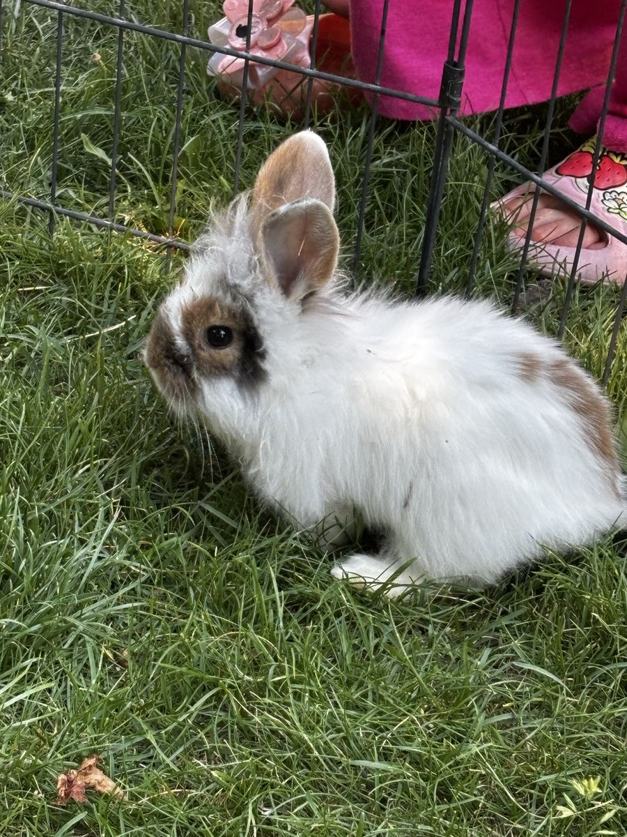 Lionhead Baby Bunnies - Hand raised