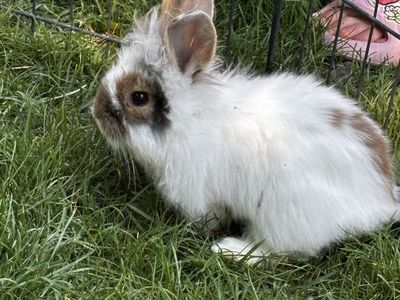 Lionhead Baby Bunnies - Hand raised