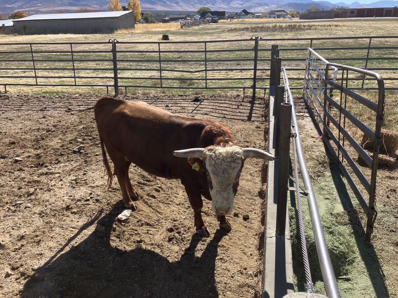 Corriente bull for lease