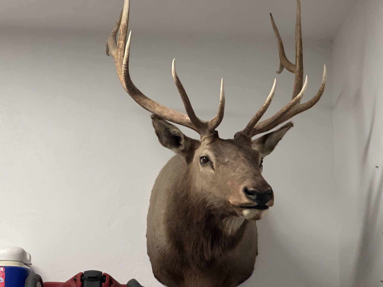 Stunning Elk Mount