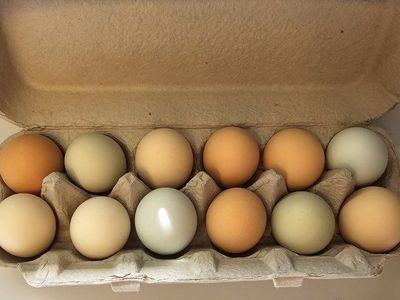 Farm Fresh eggs
No Corn or Soy